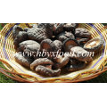 No Pollution Organic Dried Shiitake Mushroom Dried Mushroom